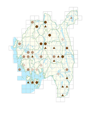 Eleocharis palustris subsp. palustris.png