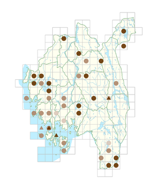 Eleocharis palustris subsp. waltersii.png