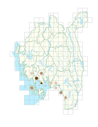 Eleocharis parvula.png