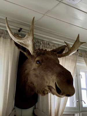 Elgen på herredshuset.jpg