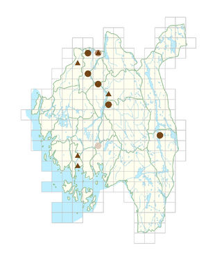 Elodea canadensis.png