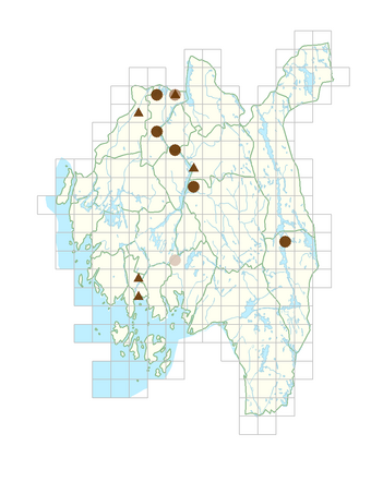 Elodea canadensis.png