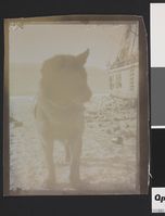 Til høyre sees "Fram". På snøen bak hunden ligger det hermetikkbokser. Foto: Nasjonalbiblioteket