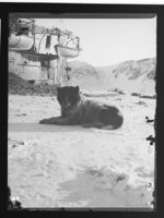 En av hundene fra 2. Fram-ekspedisjon til Nord-vest-Grønland og øyene nord for Øst-Canada. Foto: Nasjonalbiblioteket