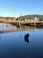 En duc d'Albe i Steinkjerelva. Foto: Lars Lilleby Macedo