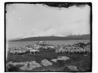 «En reinsdyrflokk». Foto: Marthinius Skøien, ca. 1880–1910.
