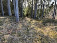 5. Endovern i krysset skogsveien mot Kykkelsrudlinna.jpeg