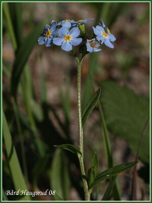 Engforglemmegei BH.jpg