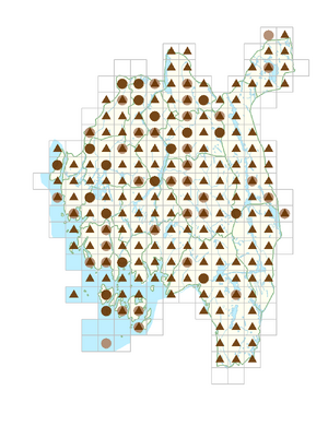 Epilobium ciliatum subsp. ciliatum.png