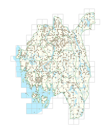Epilobium ciliatum subsp. ciliatum 1.png