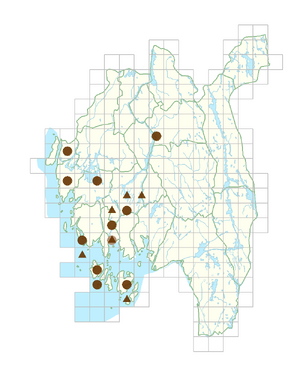 Epilobium hirsutum.png