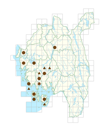 Epilobium hirsutum.png