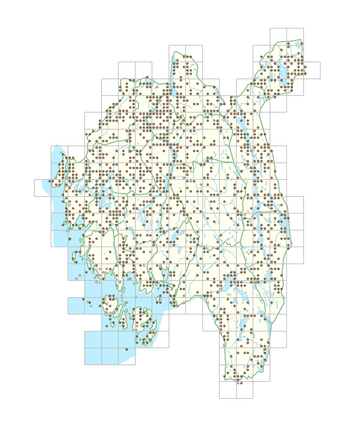 Epilobium montanum 1.png