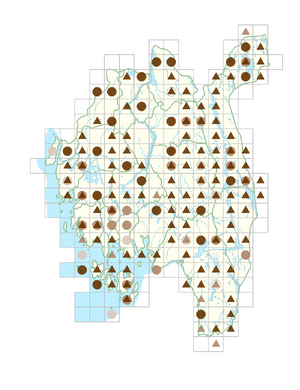 Epilobium palustre.png