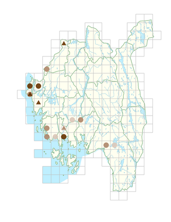 Epilobium roseum.png