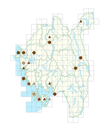 Epipactis helleborine subsp. helleborine.png