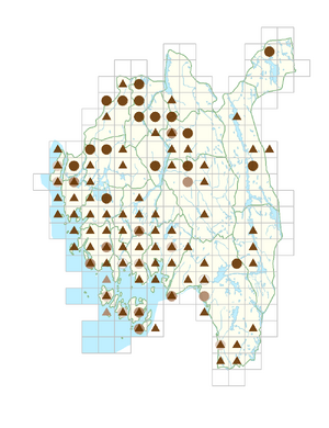 Erodium cicutarium.png