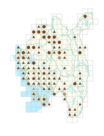 Erodium cicutarium.png