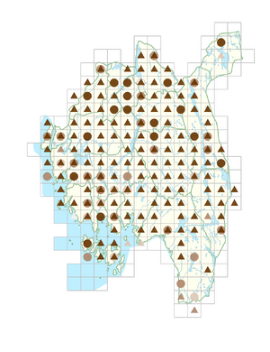 Erysimum cheiranthoides.png