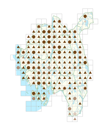 Erysimum cheiranthoides.png