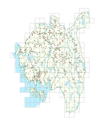 Erysimum cheiranthoides 1.png