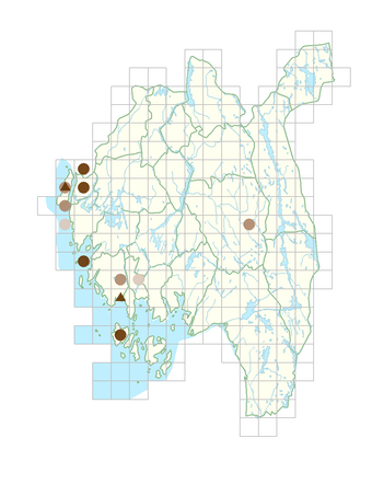 Euphorbia esula subsp. tommasiniana.png