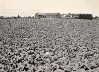 Kålåker. Husa på Øvre Evang i bakgrunnen.