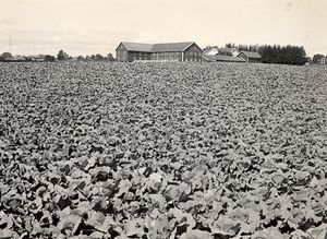 Evang kålåker 1930-åra.jpg