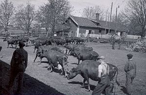 Evang kuslepp 1930-åra.jpg