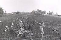 Potetopptaking med 3-beite.