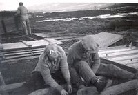 Prikling, truleg av kålplanter.