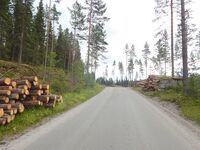 Strekning langs Sukkerveien. Skogsdrift og tungtrafikk er et vanlig syn på veien. Flere møteplasser er satt opp til hensyn for dette. Foto: Jan-Tore Egge (2016).