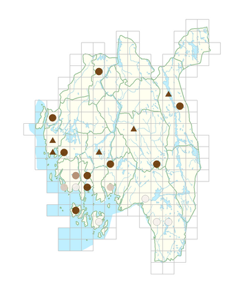 Fagopyrum esculentum.png