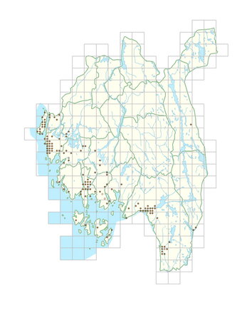 Fagus sylvatica 1.png