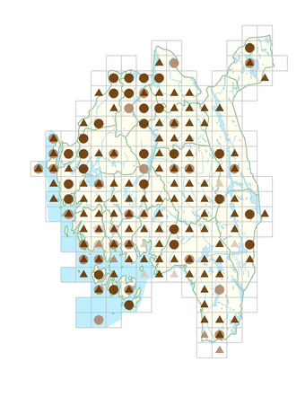 Fallopia convolvulus.png