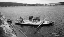 Ferge over Glomma ved Bingen i Sørum. 1907. Nasjonalbiblioteket.
