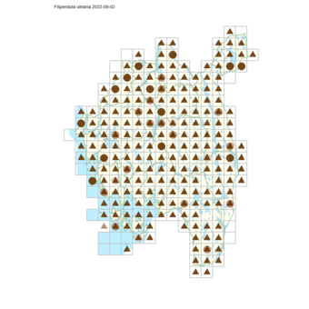 Filipendula ulmaria.png