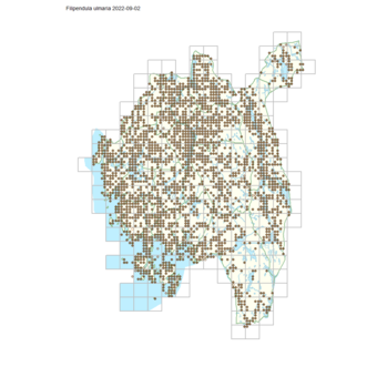 Filipendula ulmaria 1.png