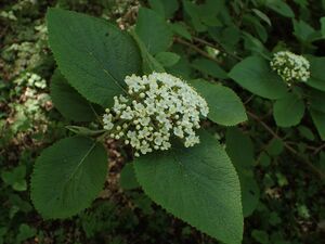 Filtkorsved Viburnum lantana BH.JPG