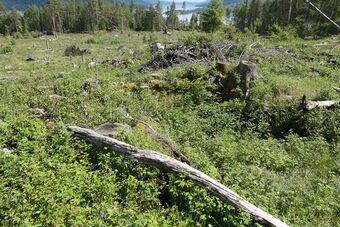 Finsrud 2022 (kk-2022-06-08 - P1010850).JPG