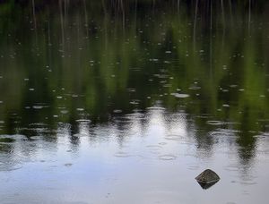 Fiskelaus Bærum.jpg