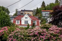 Innslaget av rhododendron er stort langs Fjellveien. Foto: Leif-Harald Ruud (2022)