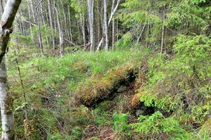 Fløitlien under Sæter nordre Kongsvinger jordkjeller.jpg