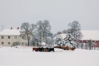 Foring av kjøttfe på Nordre Flatby. Våningshus og driftsbygninger i bakgrunnen. Foto: Leif-Harald Ruud (2012)