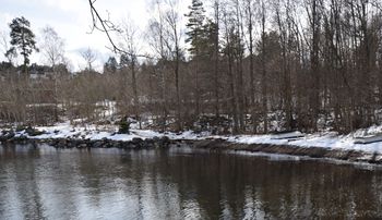 Flatstranda Nærsnes med restene av grunnmur fra isstabel og brygge til venstre på stranda. Mellom trærne, til høyre for stien som går opp fra grunnmuren, er terrenget litt høyere enn på grunnmuren. Her lå de siste isstablene som var i bruk på Nærsnes. (Foto: Victor Iversen 2021)