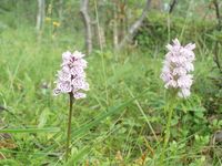 7. Flekkmarihand.JPG