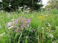 Frodig beiteeng i Hørta Meenseter.