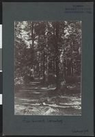 205. Fra Larvik bøkeskog - no-nb digifoto 20160317 00371 bldsa NGU0052.jpg