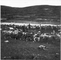 Reindrift i Lierne kommune. Reingjerde ved Hykla. Dette gjerdet vart oppsett i 1974. (Gjerstad, Joralf: Fra krambu til varehus : En handelsforenings liv og lagnad 1878–1989. Snåsa : s.a.)