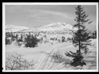 219. Fra Lifjell - no-nb digifoto 20150211 00147 NB MIT FNR 16774 A.jpg